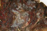 Colorful, Agate Replaced Petrified Wood Section - Texas #236513-1